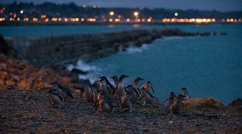 new zealand lemoncam|Oamaru Blue Penguin Colony Webcam, Otago, New Zealand.